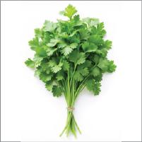 Coriander